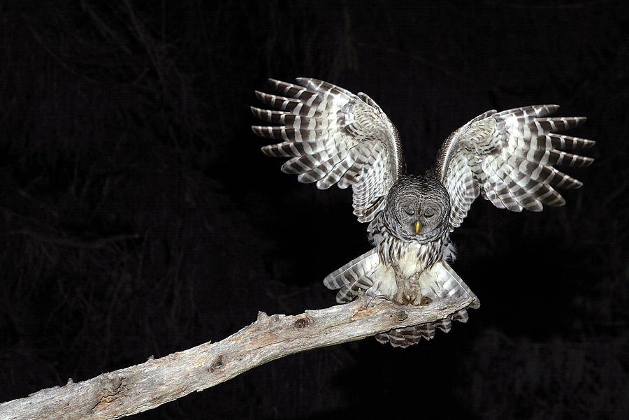 Barred Owl Catching Mouse #1 Photograph by James Zipp