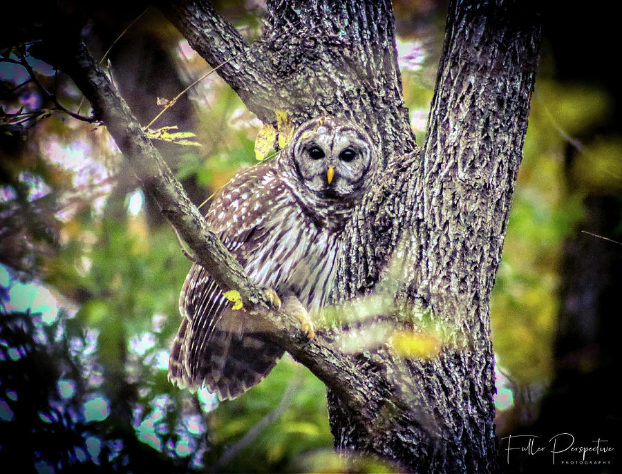Owl Photograph - Barred Owl #2 by Chad Fuller