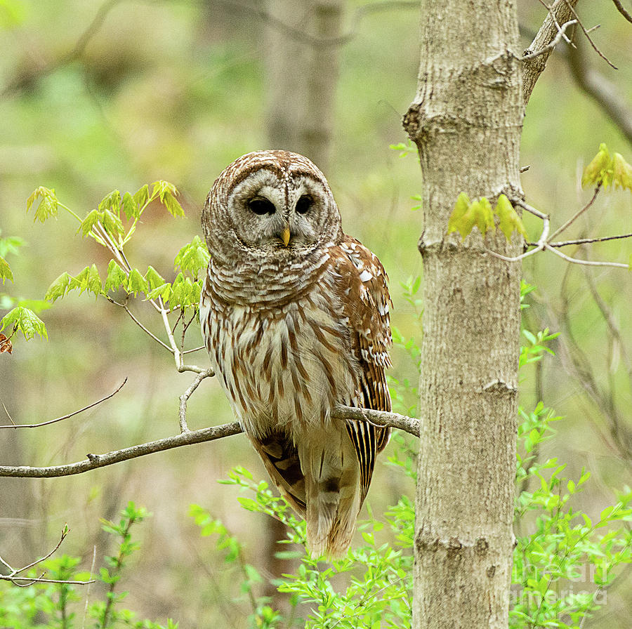 Barred Owl #1 Photograph by Dennis Hammer