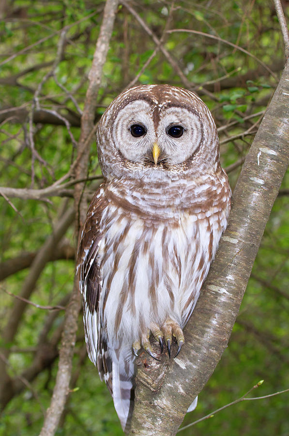 Barred Owl #1 Photograph by Ivan Kuzmin