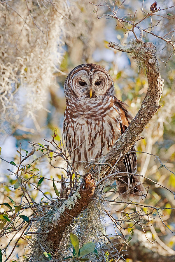 Barred Owl #1 Photograph by James Zipp
