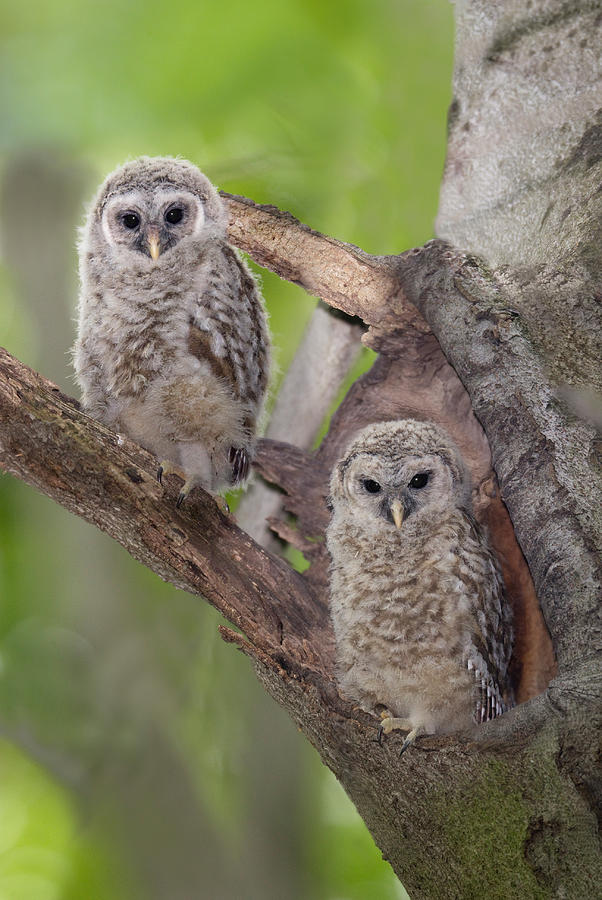 Barred Owl Owlets #1 Photograph by James Zipp