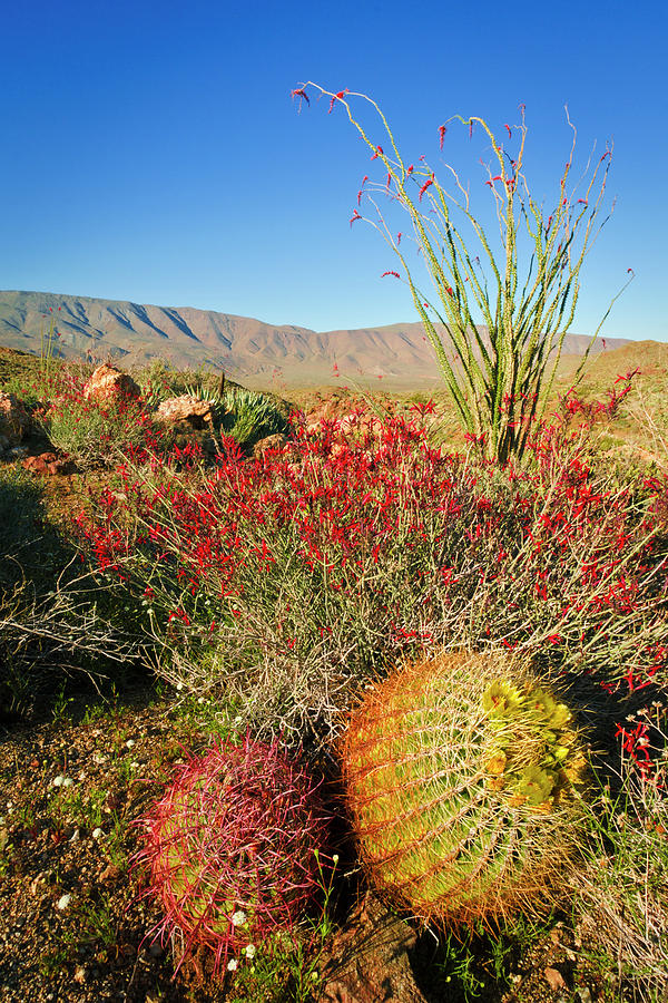 Anza Borrego Photograph - Barrel Cactus And Cholla In Plum 1 by Russ Bishop Anza Borrego Photograph - Barrel Cactus And Cholla In Plum 1 by Russ Bishop