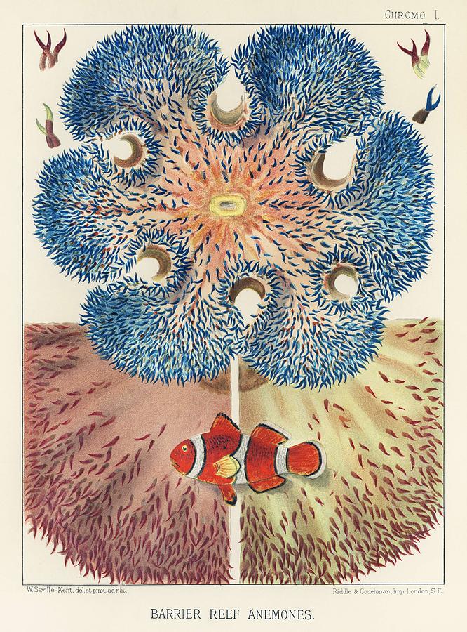 Barrier Reef Anemones from The Great Barrier Reef of Australia 1893 by William Saville-Kent 1845- #1 Painting by Celestial Images