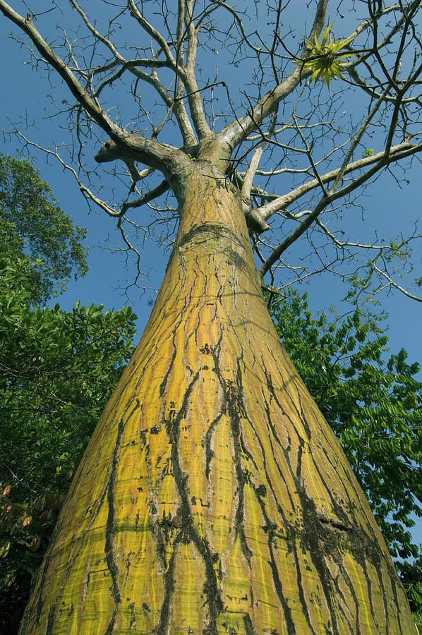 Barrigon Tree Pseudobombax Septenatum #1 Photograph by Nhpa