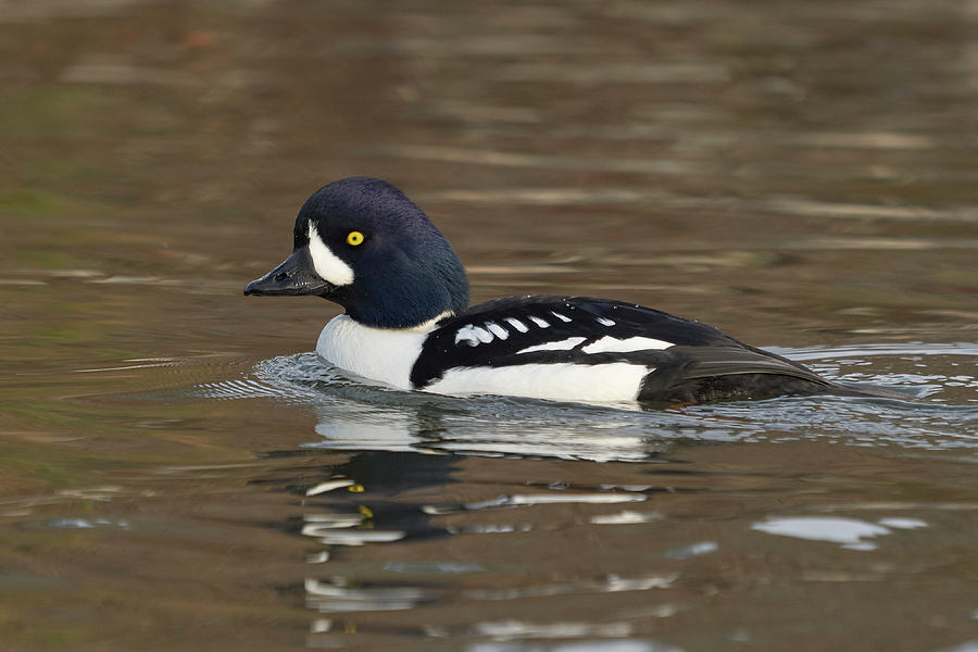 Birds Photograph - Barrows Goldeneye by Doug Herr Birds Photograph - Barrows Goldeneye by Doug Herr