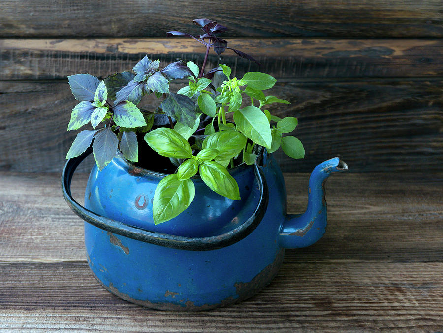 Basil In Pots On An Old Garden Counter #1 Photograph by Magdalena & Krzysztof Duklas