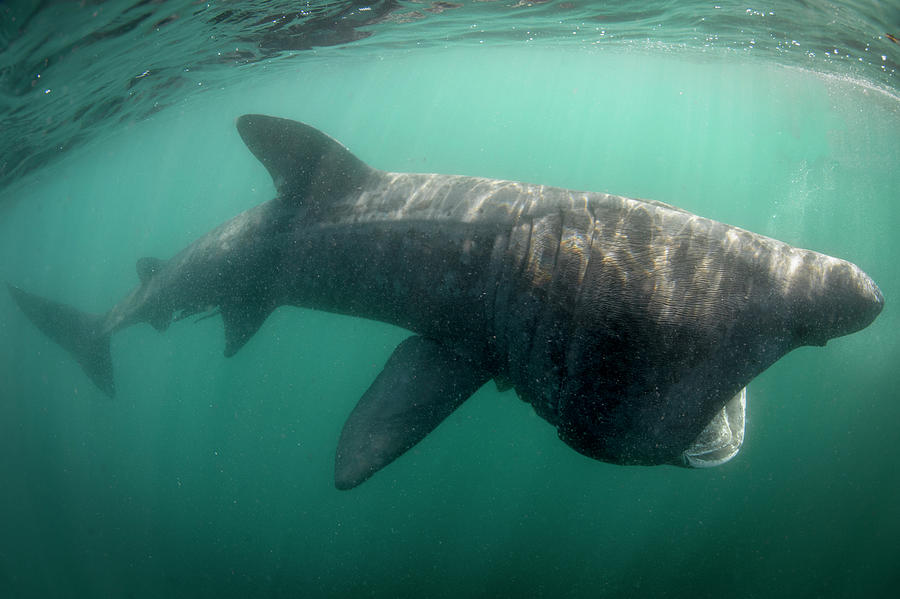 Basking Shark Digital Art by George Karbus Photography - Pixels