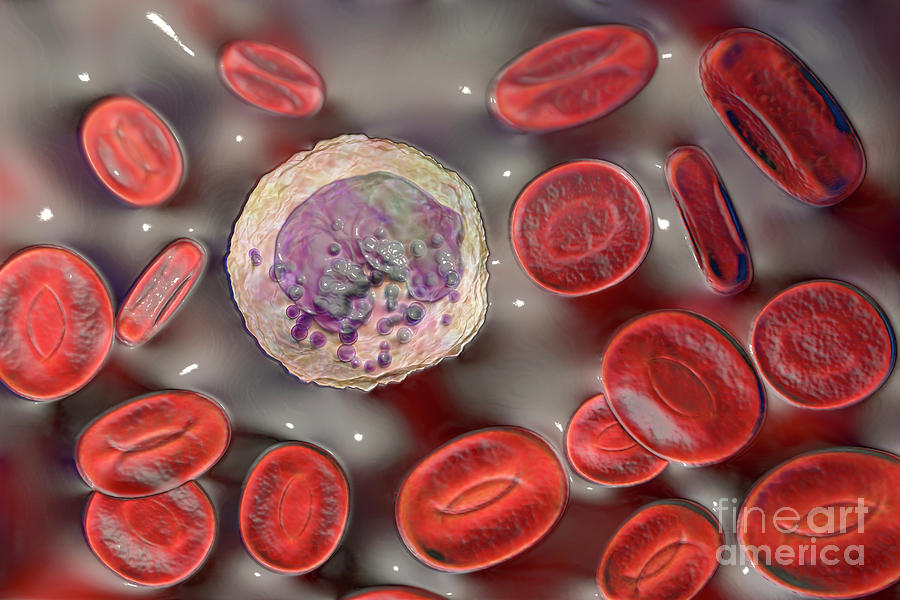 Basophil And Red Blood Cell #1 Photograph by Kateryna Kon/science Photo Library