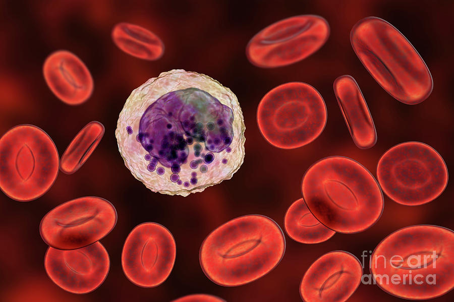 Basophil White And Red Blood Cell #1 Photograph by Kateryna Kon/science Photo Library