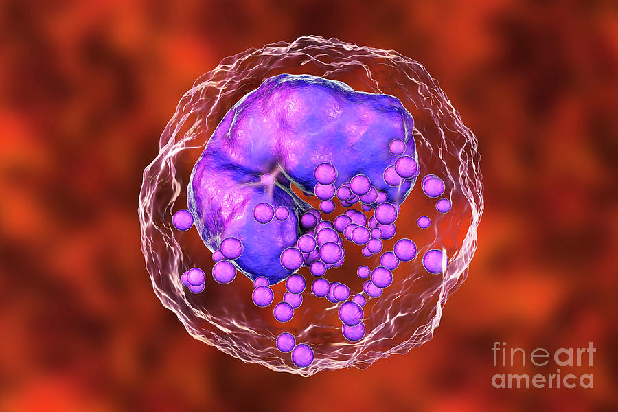 Basophil White Blood Cell #1 Photograph by Kateryna Kon/science Photo Library