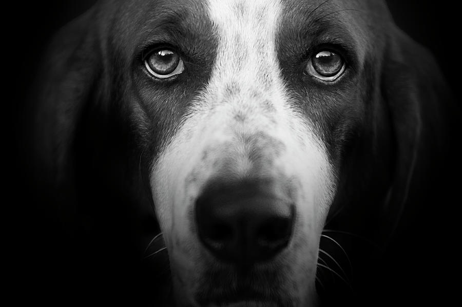 Animal Photograph - Basset Hound #1 by Lori Hutchison
