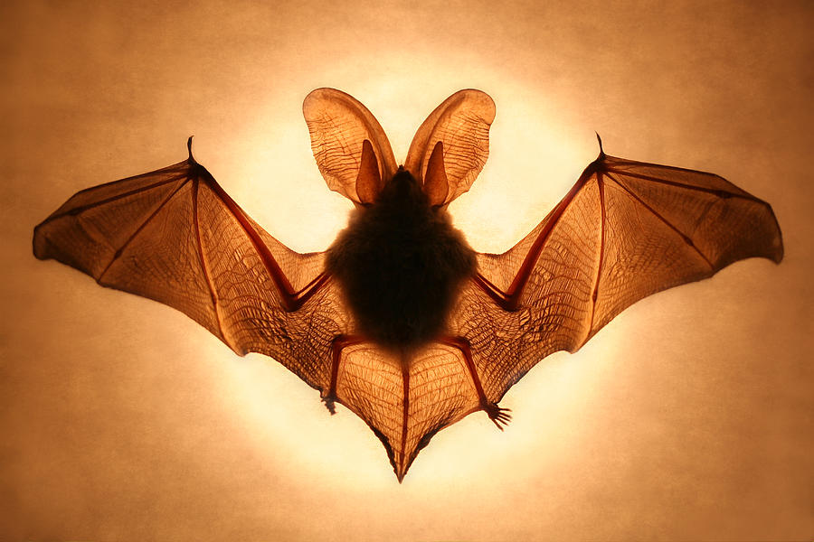 Bat Photograph - Bat #1 by Jimmy Hoffman