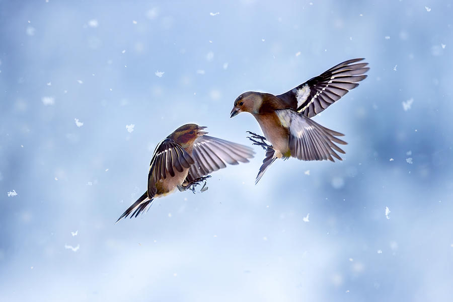 Battle In The Snow #1 Photograph by Marco Redaelli
