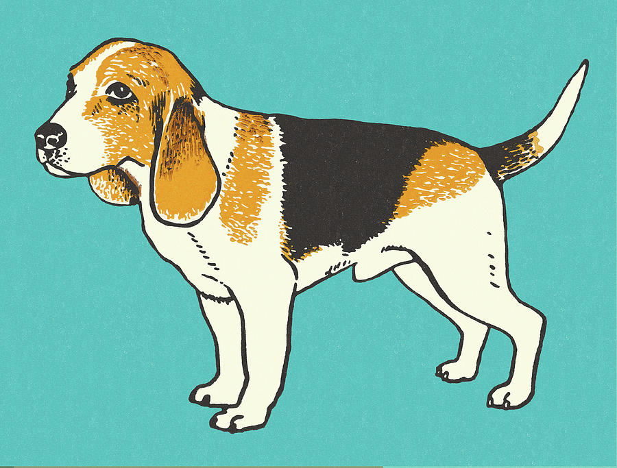 Vintage Drawing - Beagle #1 by CSA Images