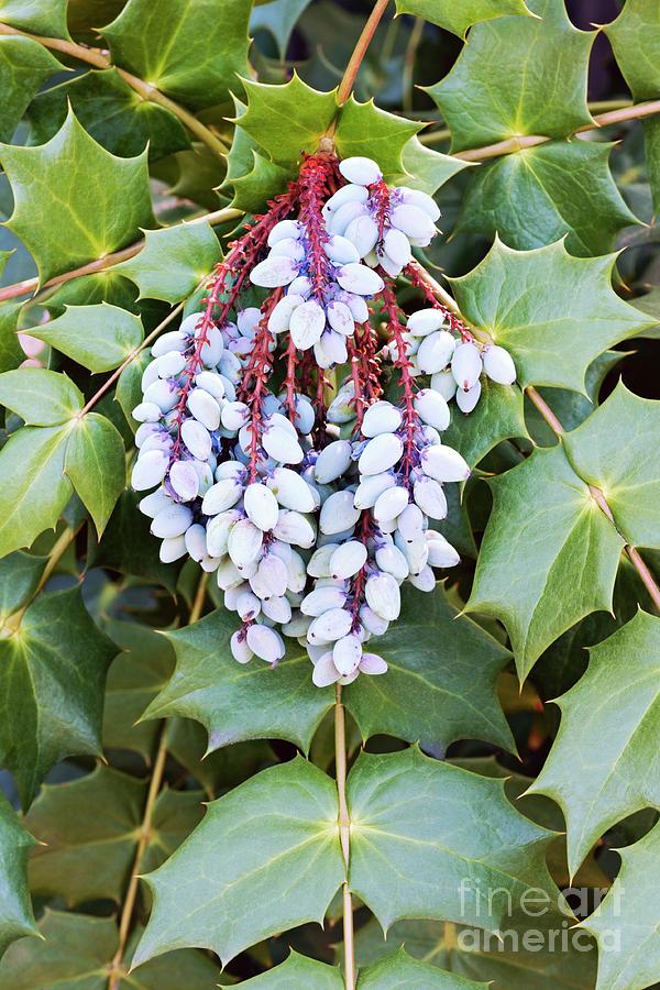 Nature Photograph - Beales Barberry (mahonia Bealei) #1 by Dr. Nick Kurzenko/science Photo Library