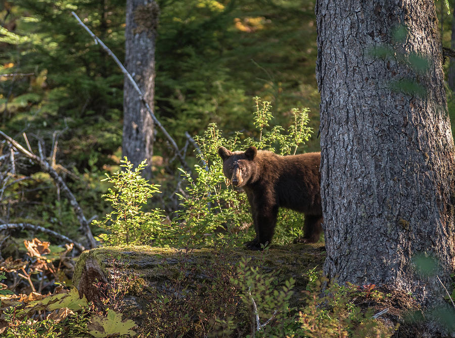 Bear Photograph by David Kirby