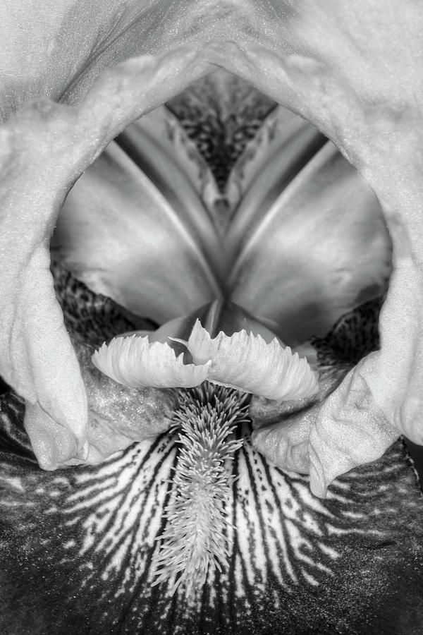 Bearded Iris Flower Up Close #1 Photograph by Susan Candelario
