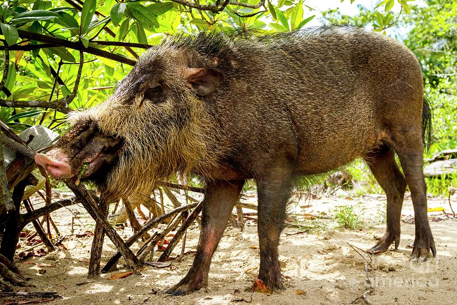 Bearded Pig Foraging #1 Photograph by Paul Williams/science Photo Library