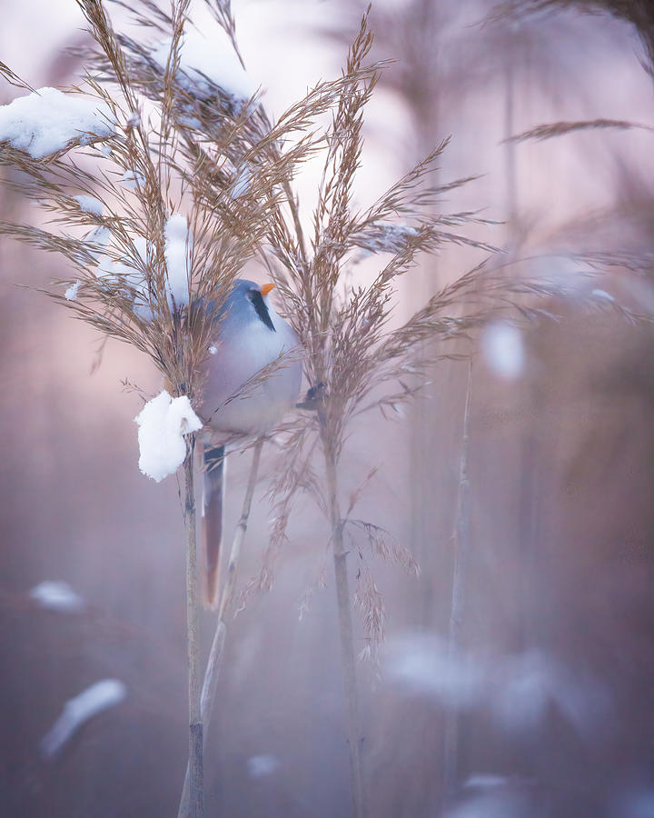 Bearded Reedling After Sunset #1 Photograph by Magnus Renmyr