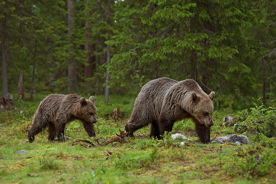 Bears #1 Photograph by Marco Pozzi