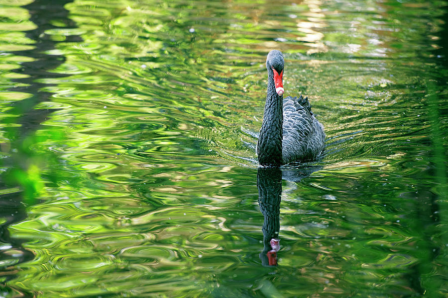 Beautiful black swan. by Rob D Imagery Beautiful black swan. by Rob D Imagery