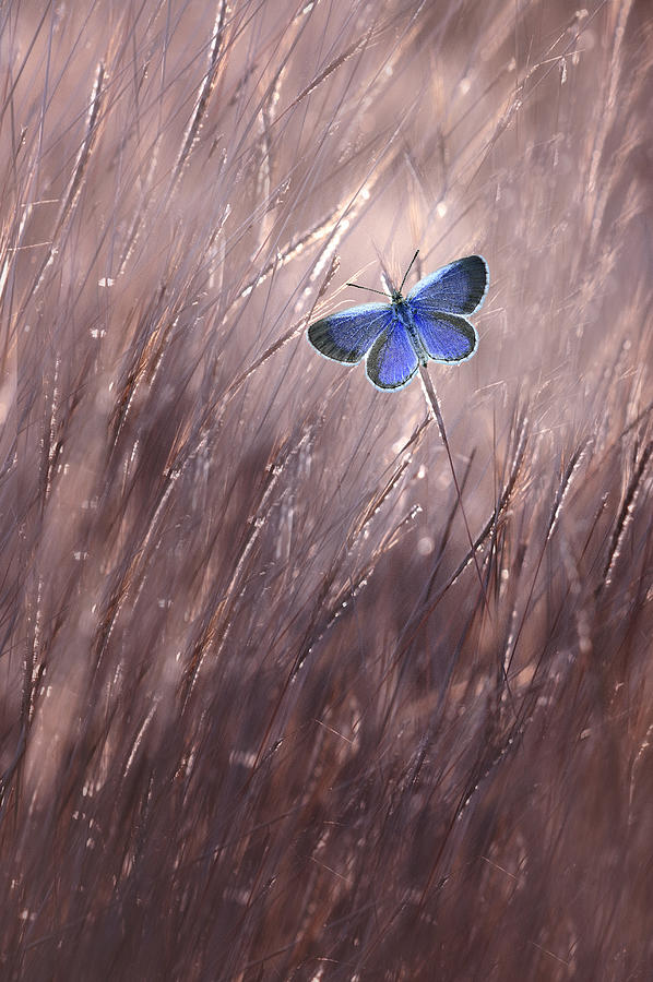 Butterfly Photograph - Beautiful Butterfly #1 by Edy Pamungkas