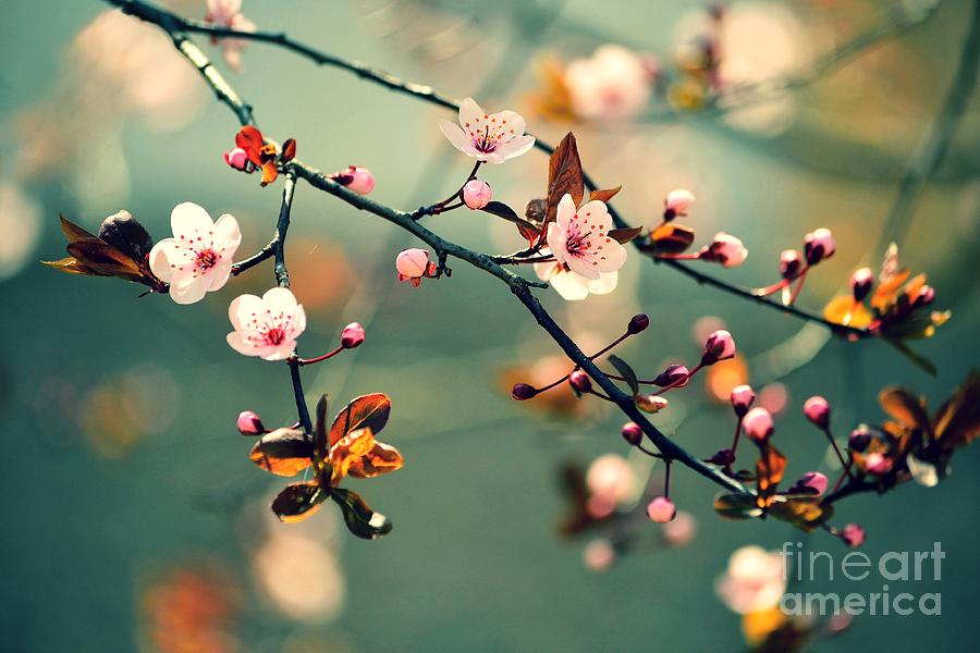 Japan Photograph - Beautiful Flowering Japanese Cherry - by Montypeter Japan Photograph - Beautiful Flowering Japanese Cherry - by Montypeter