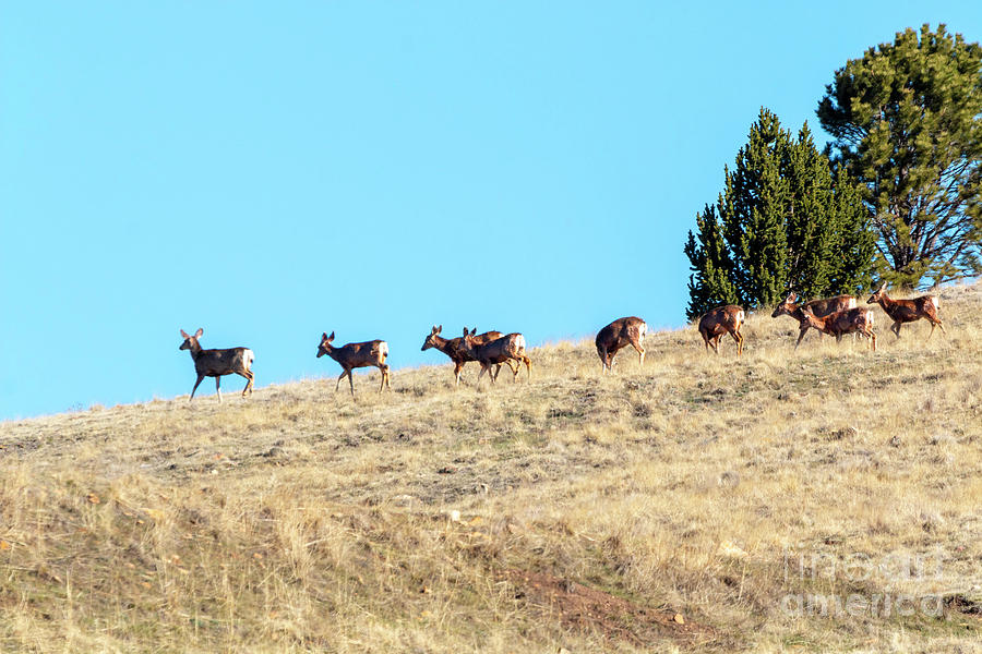Beautiful Herd Of Mule Deer Photograph