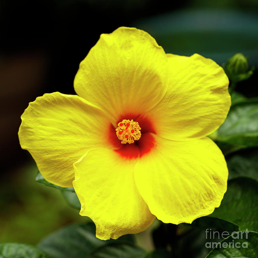 Beautiful Hibiscus #1 Photograph by Raul Rodriguez