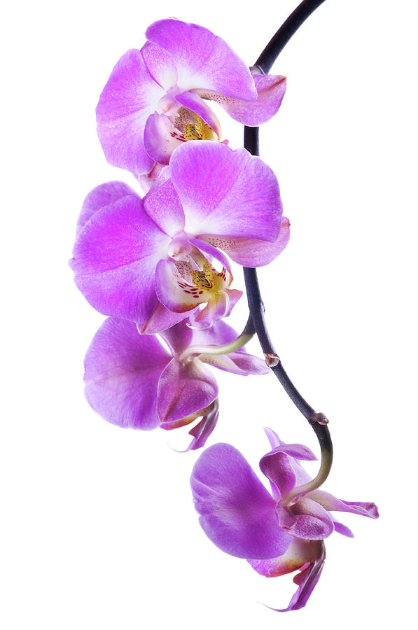 Beautiful Magenta Orchid On White #1 Photograph by Digihelion