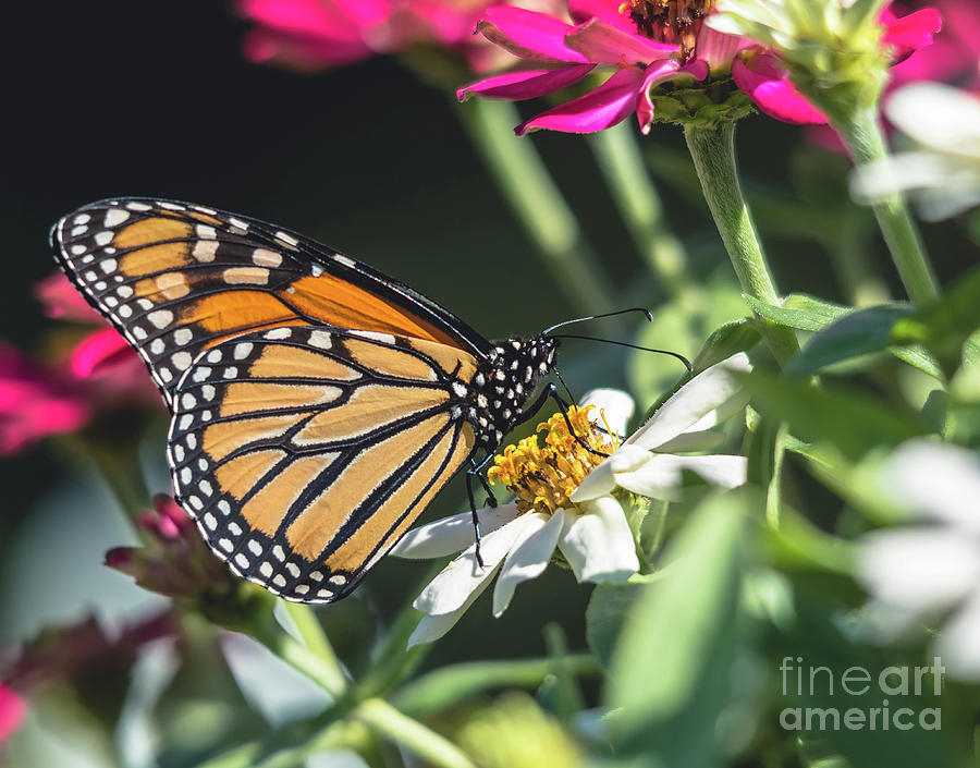 Beautiful Monarch #1 Photograph by Cheryl Baxter