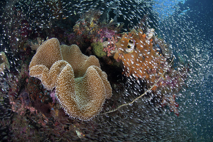 Beautiful Mushroom Coral And Reef Fish #1 Photograph by Ethan Daniels