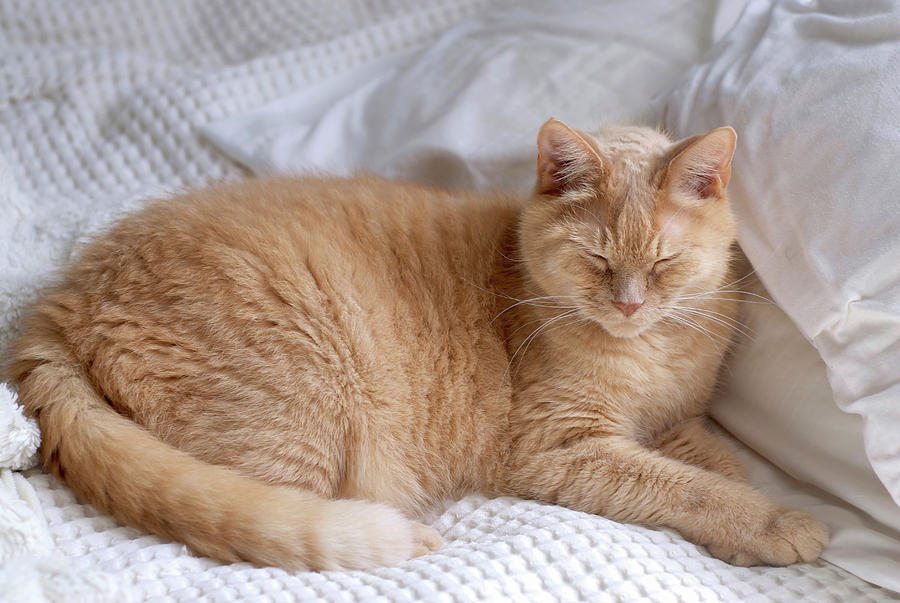 Beautiful Orange Kitty Lies On White Comforter Photograph by Cavan ...