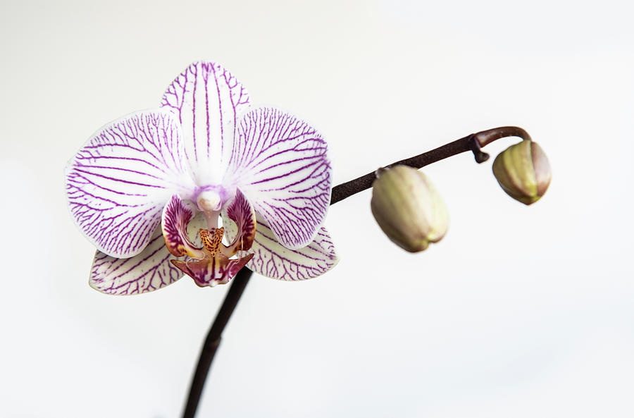 Beautiful orchid, Phalaenopsis, flower #1 Photograph by Michalakis Ppalis