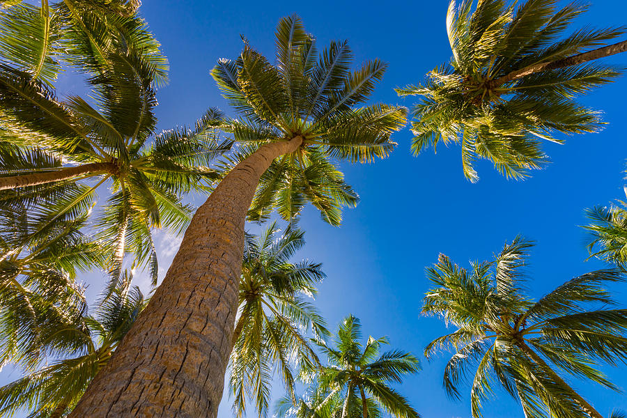 Nature Photograph - Beautiful Palm Trees On The Beautiful #1 by Levente Bodo