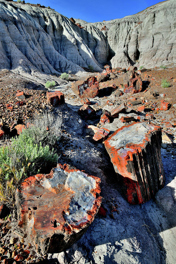 Beautiful Petrified Wood in Jasper Forest #1 Photograph by Ray Mathis