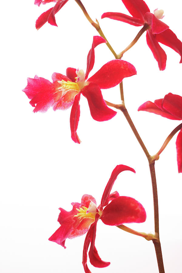 Beautiful Red Orchids Isolated On White #1 Photograph by Gspictures