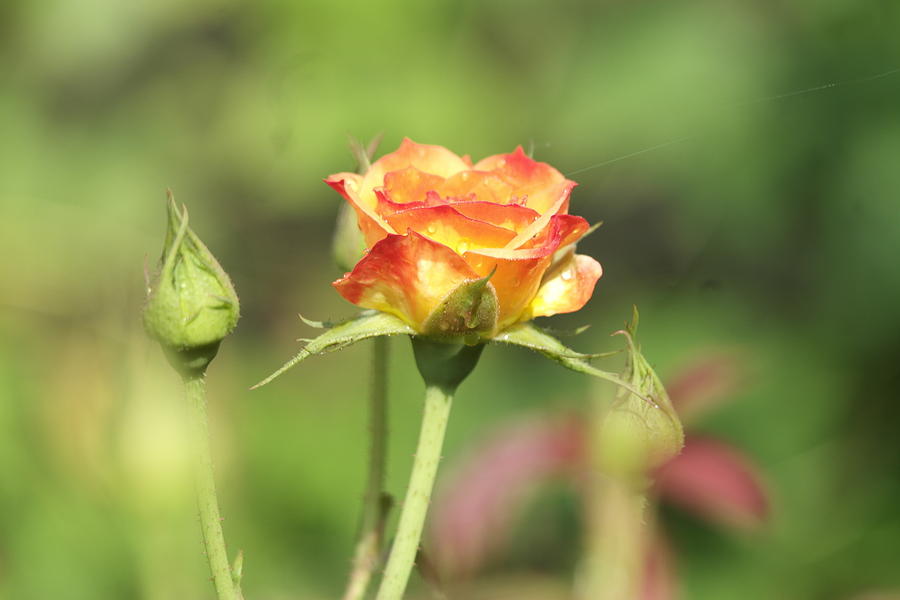 Flower Photograph - Beautiful Rose #1 by Atul Kolte