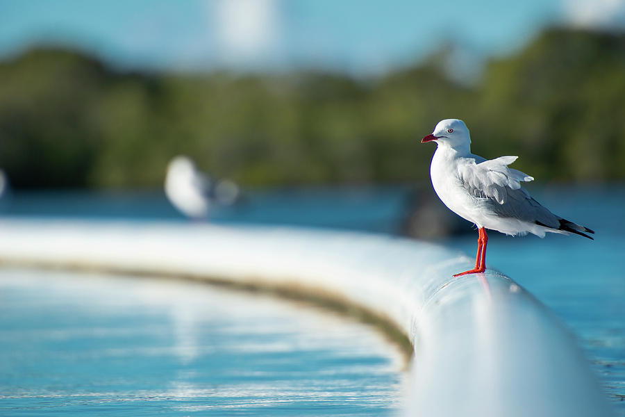 Beautiful Seagull by Rob D Imagery Beautiful Seagull by Rob D Imagery