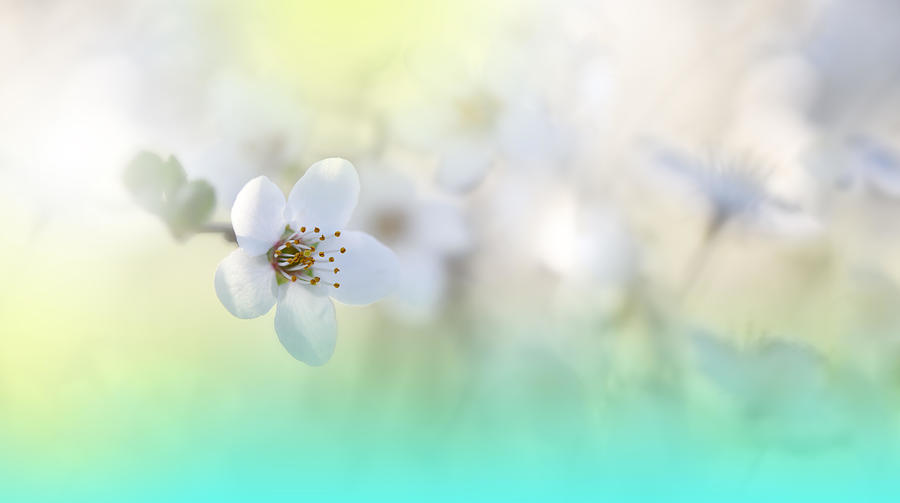 Spring Photograph - Beautiful Spring Nature Cherry Blossom #1 by Juliana Nan