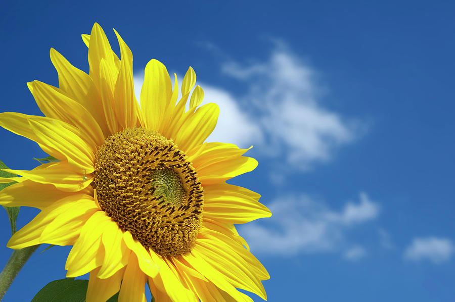Beautiful Sunflower Against Blue Sky #1 Photograph by Mbbirdy