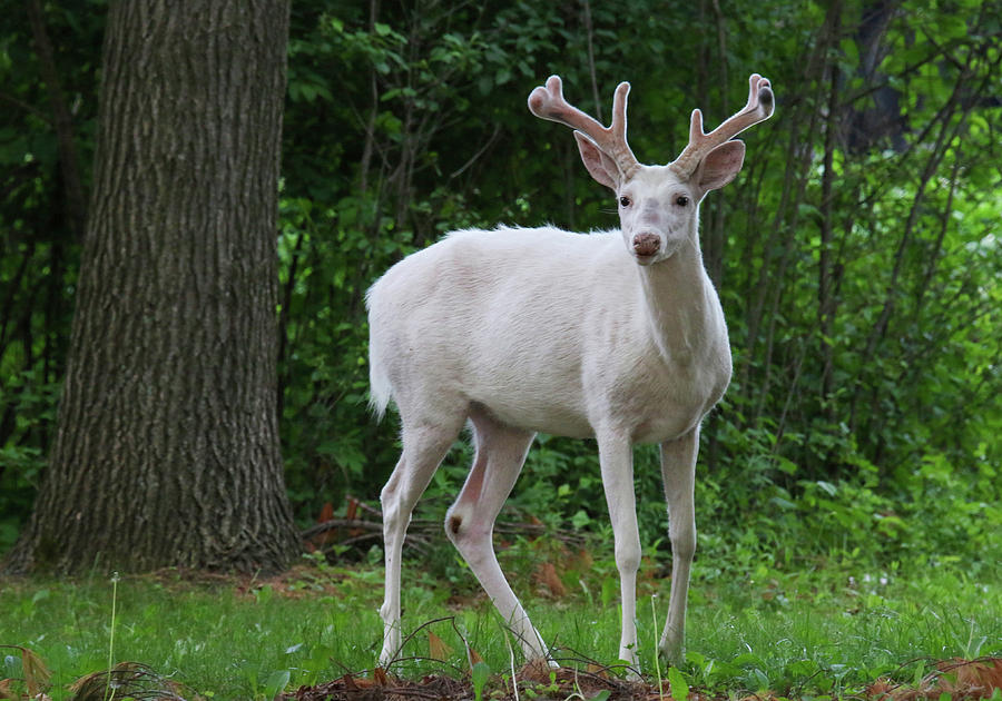 Beautiful White Buck #1 Photograph by Brook Burling