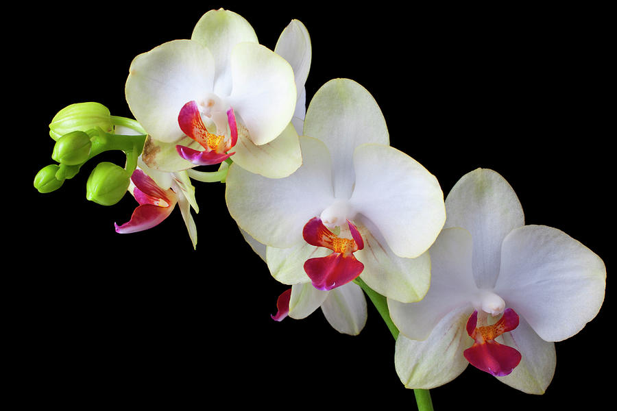 Beautiful White Orchids #1 Photograph by Garry Gay
