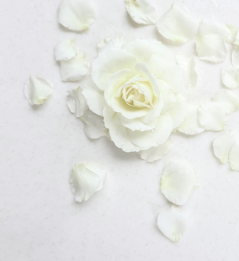 beautiful white rose flower wallpaper
