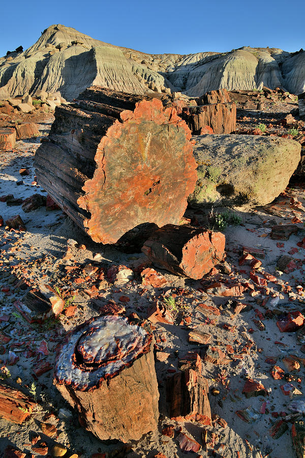 Beautifully Colored Petrified Wood in Jasper Forest #1 Photograph by Ray Mathis