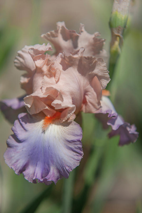 Beauty of Irises. Celebration Song #2 Photograph by Jenny Rainbow