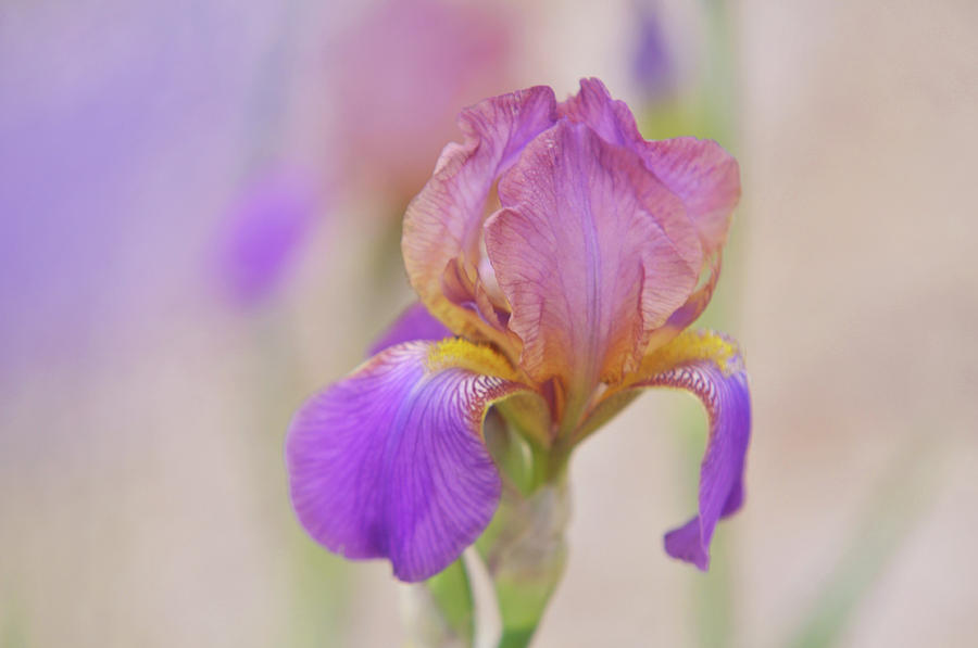 Beauty of Irises. Plumeri #1 Photograph by Jenny Rainbow