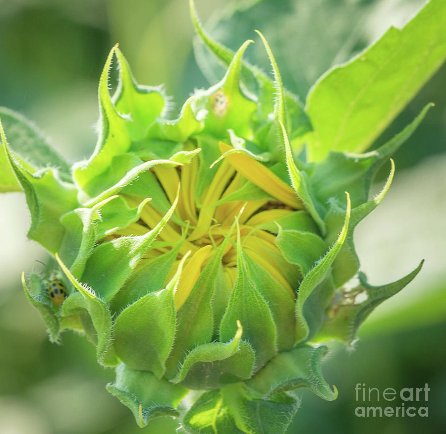 Sunflower Photograph - Becoming #1 by Cathy Donohoue