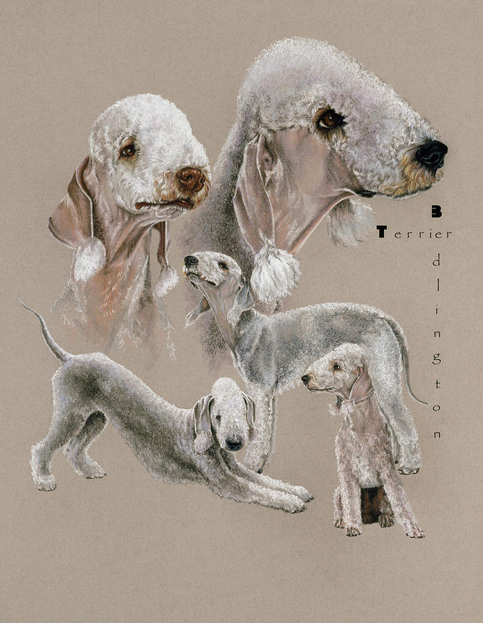 Bedlington Terrier Original Dog Art Print 8x10 Matted to 11x14 